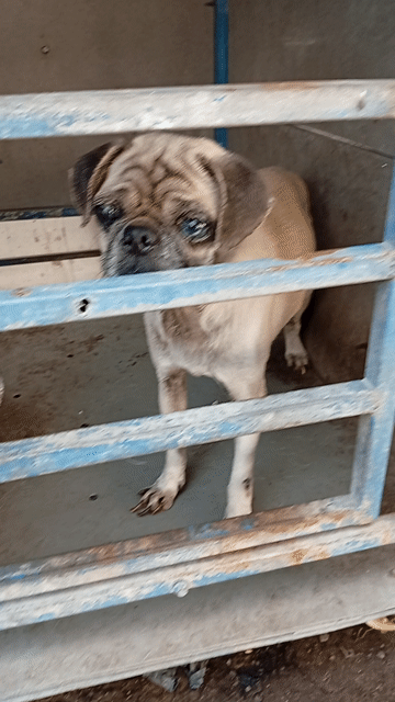 Chó Pug Nâu vàng. Mua bán Chó tại Thị xã Bến Cát Bình Dương được đăng bởi Văn thanh  hình 1