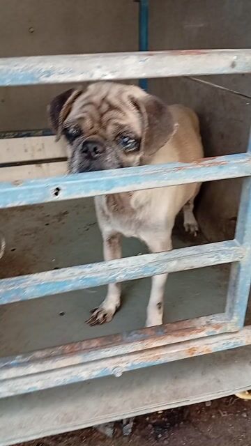 Chó Pug Nâu vàng. Mua bán Chó tại Thị xã Bến Cát Bình Dương được đăng bởi Văn thanh  hình 1