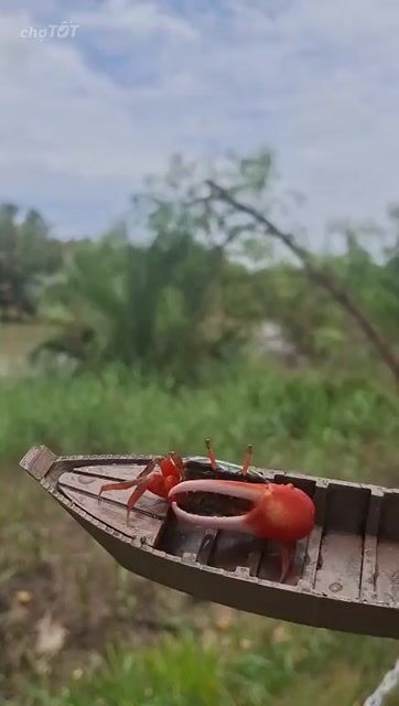 Cua cảnh Cua tình lữ nước ngọt Dễ chăm sóc. Mua bán Thú cưng khác tại Quận 10 Tp Hồ Chí Minh được đăng bởi Pet Shop hình 1