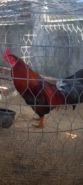 Gà chọi Đỏ 3.2kg Đực. Mua bán Gà tại Huyện Cai Lậy Tiền Giang được đăng bởi Trại Gà Cai Lậy TG hình 1