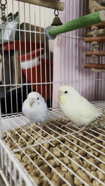 Chim Yến Phụng Trống Mái Vàng Xanh 2-3 tháng. Mua bán Chim tại Quận Bình Tân Tp Hồ Chí Minh được đăng bởi Minh Thiện hình 1
