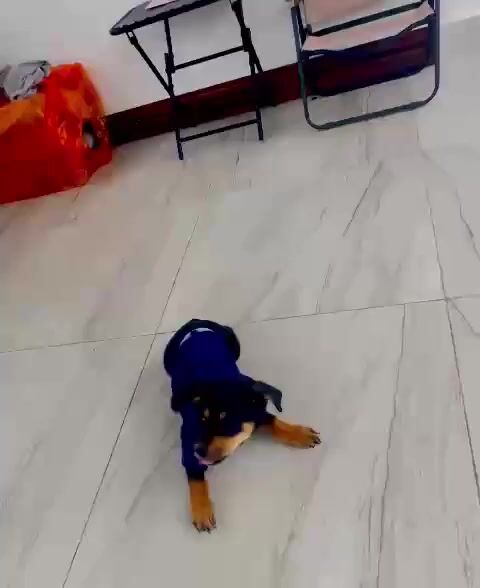 Chó Becgie Đức lai (đực 3 tháng). Mua bán Chó tại Quận Ba Đình Hà Nội được đăng bởi Tu Vu Xuan hình 1