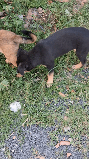 Chó Lai Becgie đực đen nâu dưới 3 tháng. Mua bán Chó tại Huyện Vĩnh Cửu Đồng Nai được đăng bởi Lam hình 1