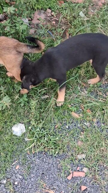 Chó Lai Becgie đực đen nâu dưới 3 tháng. Mua bán Chó tại Huyện Vĩnh Cửu Đồng Nai được đăng bởi Lam hình 1