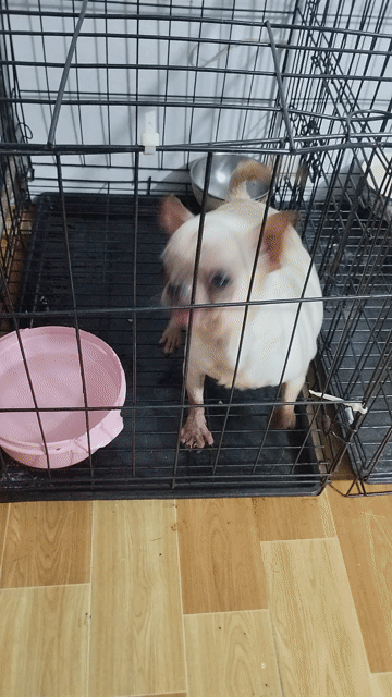 Chó Chihuahua cái Mini 3 tuổi. Mua bán Chó tại Huyện Hóc Môn Tp Hồ Chí Minh được đăng bởi Pe Nấm hình 1