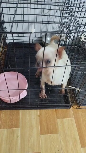 Chó Chihuahua cái Mini 3 tuổi. Mua bán Chó tại Huyện Hóc Môn Tp Hồ Chí Minh được đăng bởi Pe Nấm hình 1