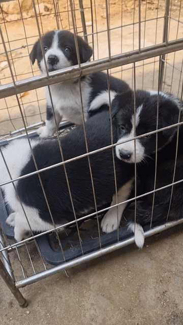 Chó Border Collie Đen trắng. Mua bán Chó tại Thành phố Cao Bằng Cao Bằng được đăng bởi Triệu Hồng Đạt hình 1