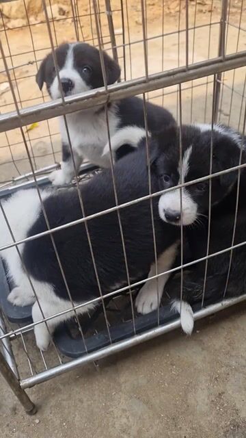 Chó Border Collie Đen trắng. Mua bán Chó tại Thành phố Cao Bằng Cao Bằng được đăng bởi Triệu Hồng Đạt hình 1