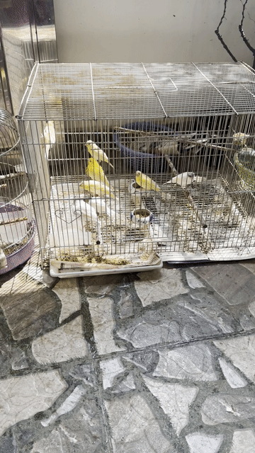 Chim Yến. Mua bán Chim tại Quận Hồng Bàng Hải Phòng được đăng bởi  hoàng hà hình 1