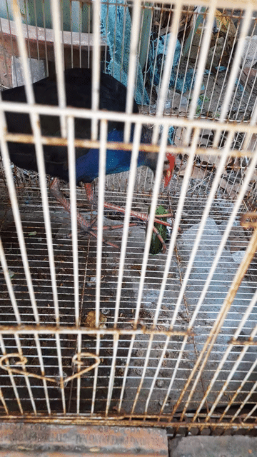 Minh có bé chim như hinh cằn giao lưu gá mái. Mua bán Chim tại Quận 7 Tp Hồ Chí Minh được đăng bởi duy thanh hình 1