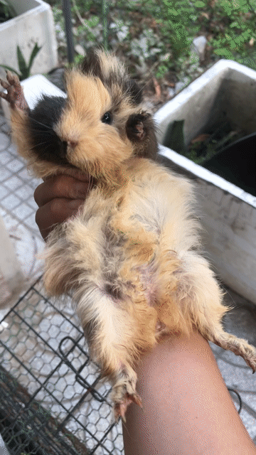 Bọ ú, hamster bear khu vực Phú Mỹ. Mua bán Thú cưng khác tại Thị xã Phú Mỹ Bà Rịa - Vũng Tàu được đăng bởi Design Case hình 1