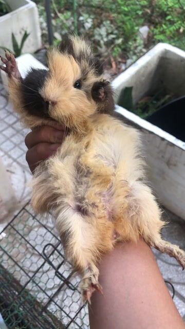 Bọ ú, hamster bear khu vực Phú Mỹ. Mua bán Thú cưng khác tại Thị xã Phú Mỹ Bà Rịa - Vũng Tàu được đăng bởi Design Case hình 1