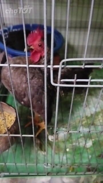 Gà Serama Bông cú, Bông nhạn vàng sinh sản. Mua bán Gà tại Huyện Đức Hòa Long An được đăng bởi Hưng Nguyễn hình 1
