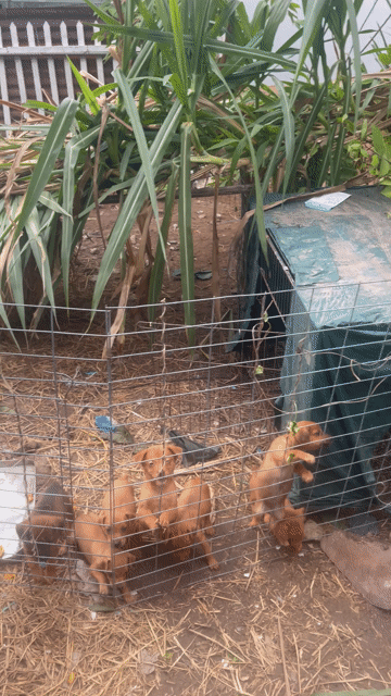 Chó Nâu. Mua bán Chó tại Huyện Châu Thành Tây Ninh được đăng bởi Carol hình 1