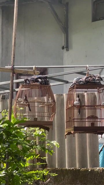 Chim chào mào non trống 2 tháng đã tiêm. Mua bán Chim tại Thị xã Hương Trà Thừa Thiên Huế được đăng bởi Uy hình 1