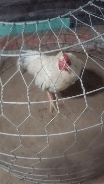 Gà Trắng Đực 3.3kg. Mua bán Gà tại Huyện Phụng Hiệp Hậu Giang được đăng bởi Khôi nguyên  hình 1