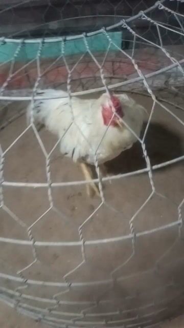 Gà Trắng Đực 3.3kg. Mua bán Gà tại Huyện Phụng Hiệp Hậu Giang được đăng bởi Khôi nguyên  hình 1