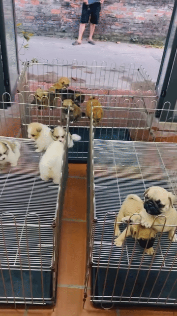 Chó Phốc Sóc nhỏ nhiều màu. Mua bán Chó tại Quận Hoàng Mai Hà Nội được đăng bởi VDaianh hình 1