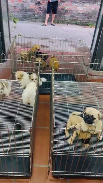 Chó Phốc Sóc nhỏ nhiều màu. Mua bán Chó tại Quận Hoàng Mai Hà Nội được đăng bởi VDaianh hình 1