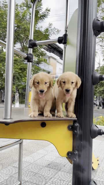 Chó Golden Retriever Vàng Đực Cái. Mua bán Chó tại Quận Cẩm Lệ Đà Nẵng được đăng bởi Nguyễn Hữu Anh Vũ hình 1