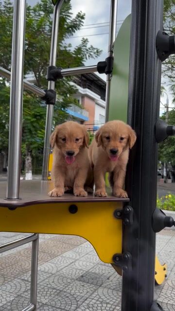 Chó Golden Retriever Vàng Đực Cái. Mua bán Chó tại Quận Cẩm Lệ Đà Nẵng được đăng bởi Nguyễn Hữu Anh Vũ hình 1