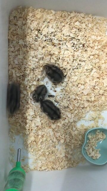 Chuột Hamster Winter White 1 tháng. Mua bán Thú cưng khác tại Quận Cái Răng Cần Thơ được đăng bởi Hammie Heamster hình 1
