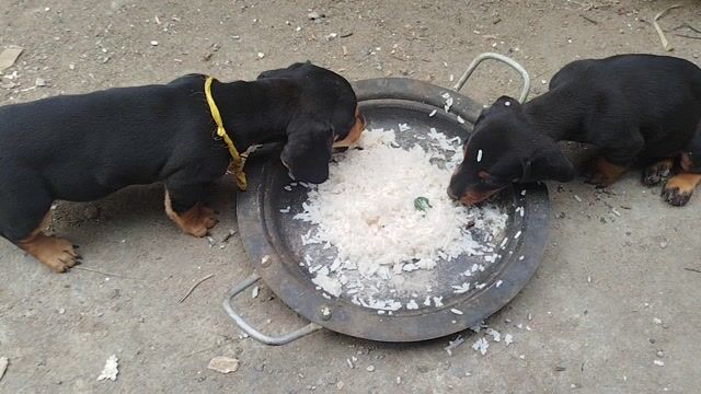 Chó Lạp Xưởng đen vàng 2 tháng. Mua bán Chó tại Thành phố Biên Hòa Đồng Nai được đăng bởi HOÀNG TIẾN NGUYỄN hình 1