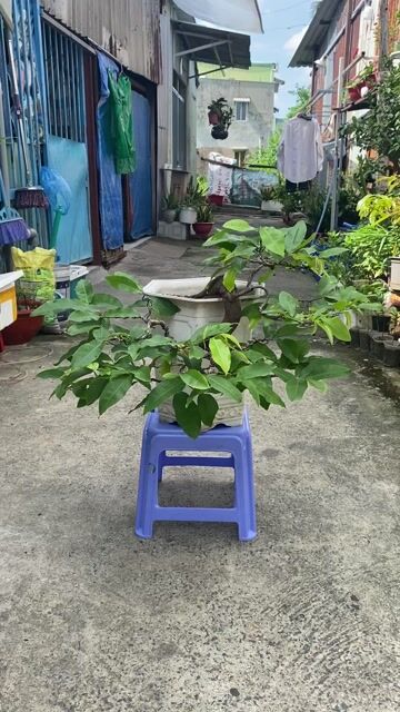 Mai vàng ghép giảo thiết mai dáng đổ. Mua bán Cây cảnh, đồ trang trí tại Quận Bình Thạnh Tp Hồ Chí Minh được đăng bởi Vũ Thành hình 1