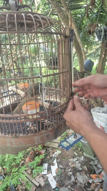 Chim Trao Trảo dạng người biết ăn thức ăn. Mua bán Chim tại Huyện Châu Thành Bến Tre được đăng bởi Phạm Minh Tâm hình 1