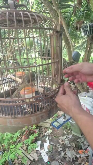Chim Trao Trảo dạng người biết ăn thức ăn. Mua bán Chim tại Huyện Châu Thành Bến Tre được đăng bởi Phạm Minh Tâm hình 1