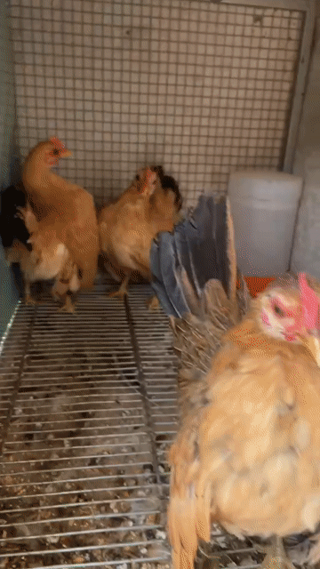 Gà Serama mái sắp đẻ lứa so. Mua bán Gà tại Thành phố Thủ Đức Tp Hồ Chí Minh được đăng bởi anh Hân hình 1