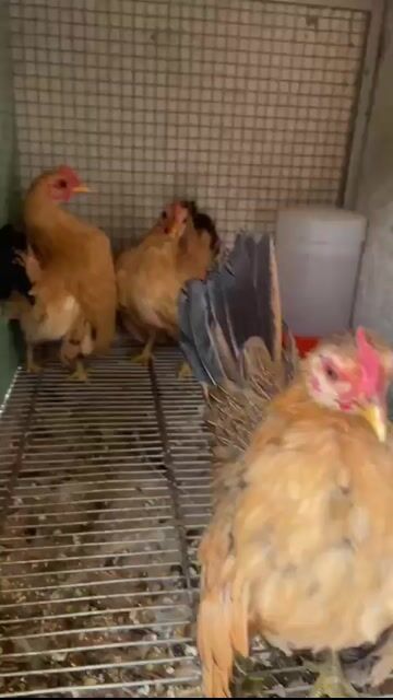 Gà Serama mái sắp đẻ lứa so. Mua bán Gà tại Thành phố Thủ Đức Tp Hồ Chí Minh được đăng bởi anh Hân hình 1