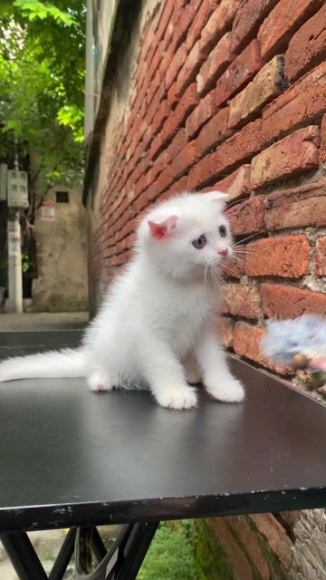 Mèo anh lông ngắn. Mua bán Mèo tại Huyện Gia Lâm Hà Nội được đăng bởi Quý Văn hình 1