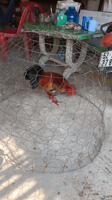 đều bông 3ki tay cục lông mới. Mua bán Gà tại Huyện Phú Tân An Giang được đăng bởi Vủ kê hình 1