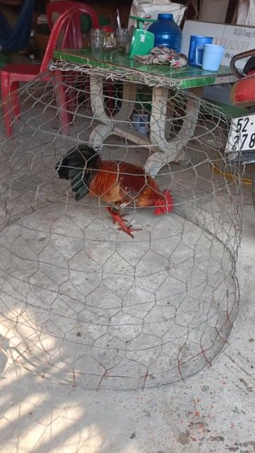 đều bông 3ki tay cục lông mới. Mua bán Gà tại Huyện Phú Tân An Giang được đăng bởi Vủ kê hình 1