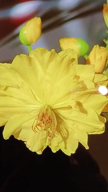 Mai vàng Bonsai trang trí Tết. Mua bán Cây cảnh, đồ trang trí tại Quận Gò Vấp Tp Hồ Chí Minh được đăng bởi trinh thai hình 1