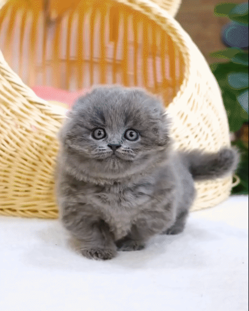 Mèo munchkin, mèo anh lông ngắn chân dài chân lùn. Mua bán Mèo tại Thành phố Thủ Đức Tp Hồ Chí Minh được đăng bởi QUYNH THI TITI hình 1