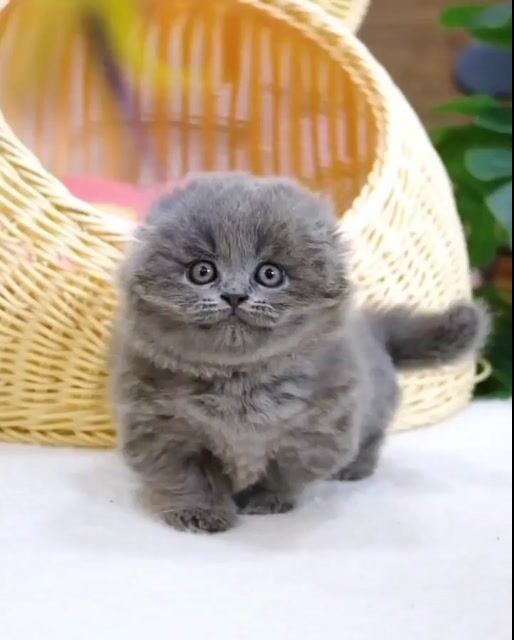 Mèo munchkin, mèo anh lông ngắn chân dài chân lùn. Mua bán Mèo tại Thành phố Thủ Đức Tp Hồ Chí Minh được đăng bởi QUYNH THI TITI hình 1