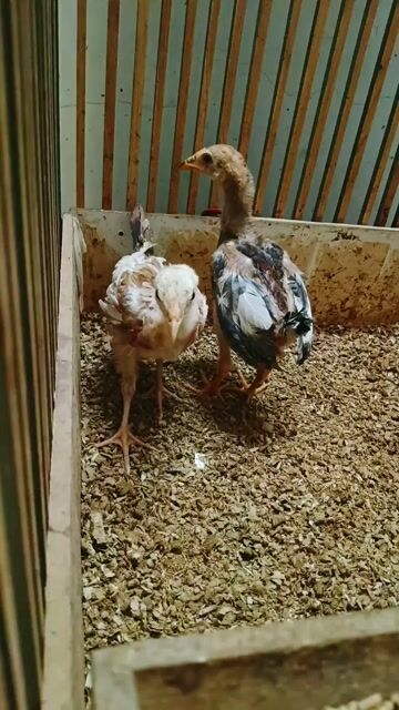 Gà Thái Mỹ 2.5 tháng 1 cặp. Mua bán Gà tại Huyện Bình Chánh Tp Hồ Chí Minh được đăng bởi Nghia gà nhà 71 hình 1