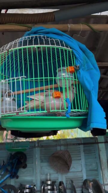 Chim Cu thái Tim trắng. Mua bán Chim tại Huyện Cần Đước Long An được đăng bởi Tran Duy hình 1