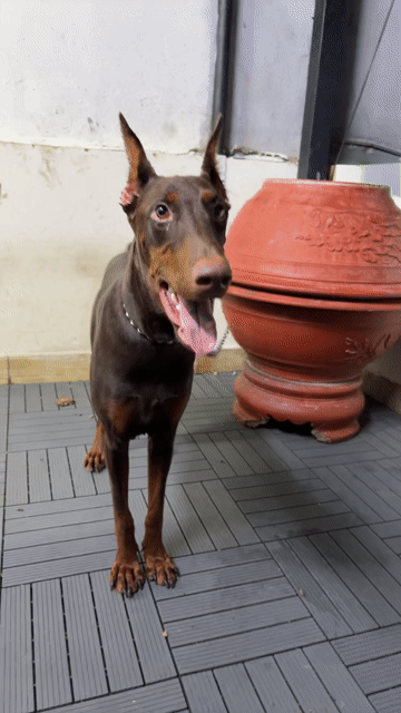 Chó Doberman cái 1 tuổi đã tiêm. Mua bán Chó tại Quận 7 Tp Hồ Chí Minh được đăng bởi Feng Chen hình 1