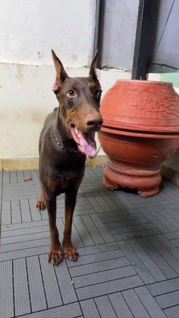 Chó Doberman cái 1 tuổi đã tiêm. Mua bán Chó tại Quận 7 Tp Hồ Chí Minh được đăng bởi Feng Chen hình 1