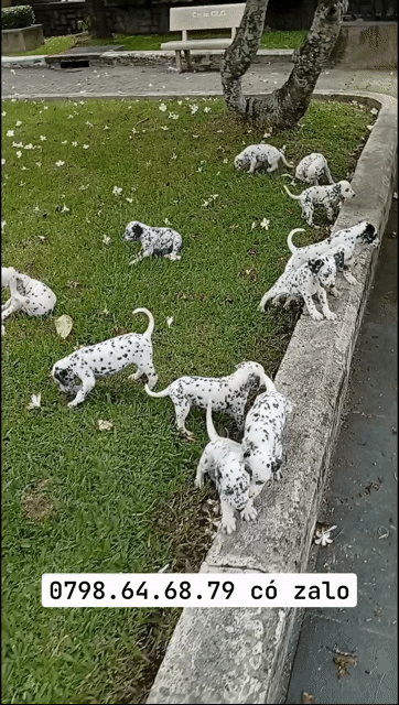CHÓ ĐỐM THUẦN CHỦNG, CHÓ DALMATIAN, CHÓ ĐÓM ĐẸP. Mua bán Chó tại Huyện Củ Chi Tp Hồ Chí Minh được đăng bởi Nguyễn Huy hình 1