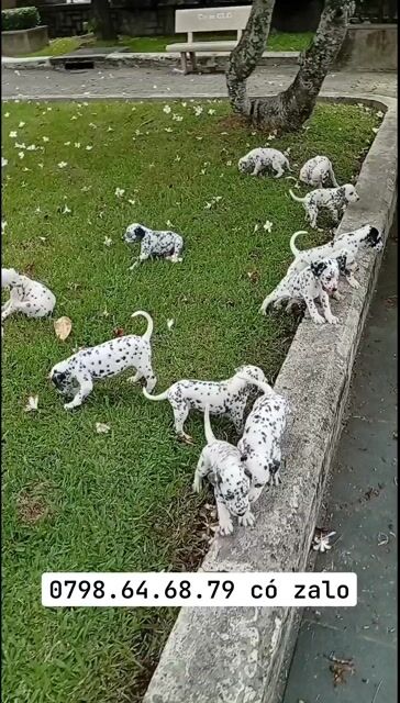 CHÓ ĐỐM THUẦN CHỦNG, CHÓ DALMATIAN, CHÓ ĐÓM ĐẸP. Mua bán Chó tại Huyện Củ Chi Tp Hồ Chí Minh được đăng bởi Nguyễn Huy hình 1