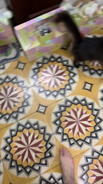 Mèo ALD 2 tuổi Nâu đen. Mua bán Mèo tại Quận Hoàn Kiếm Hà Nội được đăng bởi Nguyễn Mỹ Thành Val hình 1