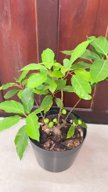 Cây cảnh Sung siêu quả, đế nôm. Mua bán Cây cảnh, đồ trang trí tại Thành phố Huế Thừa Thiên Huế được đăng bởi Dieu Quang Cây hình 1