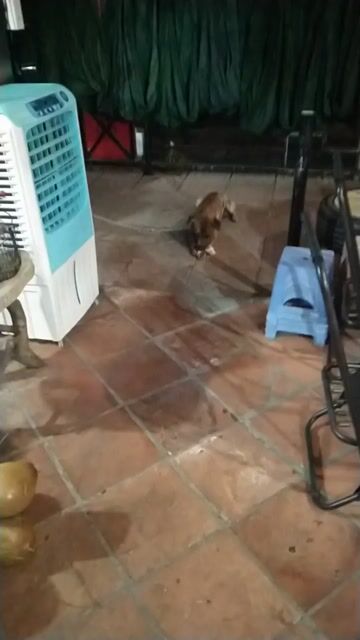 Chó Phú Quốc đực gần 2 năm. Mua bán Chó tại Thành phố Thủ Đức Tp Hồ Chí Minh được đăng bởi Du Doan hình 1