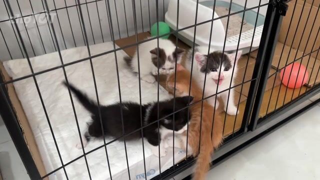 Mèo ALN Trắng Đen Cái - Quận 8. Mua bán Mèo tại Quận 8 Tp Hồ Chí Minh được đăng bởi Tín hình 1
