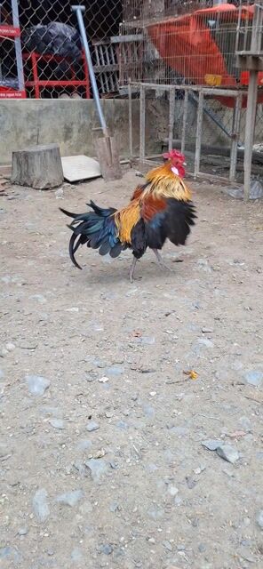 Gà kiểng. Mua bán Gà tại Huyện Châu Phú An Giang được đăng bởi La Hưng hình 1