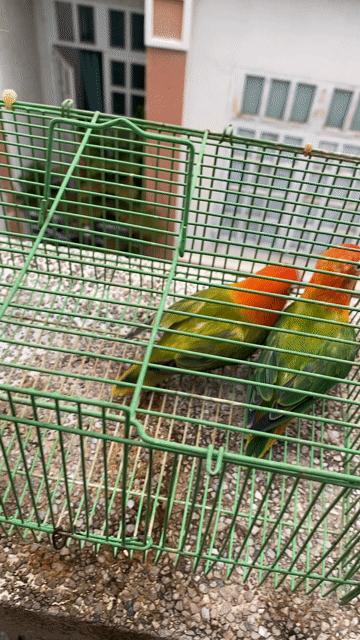 Vẹt Lovebird Xanh lá, đầu đỏ. Mua bán Chim tại Quận Phú Nhuận Tp Hồ Chí Minh được đăng bởi Thuý An hình 1